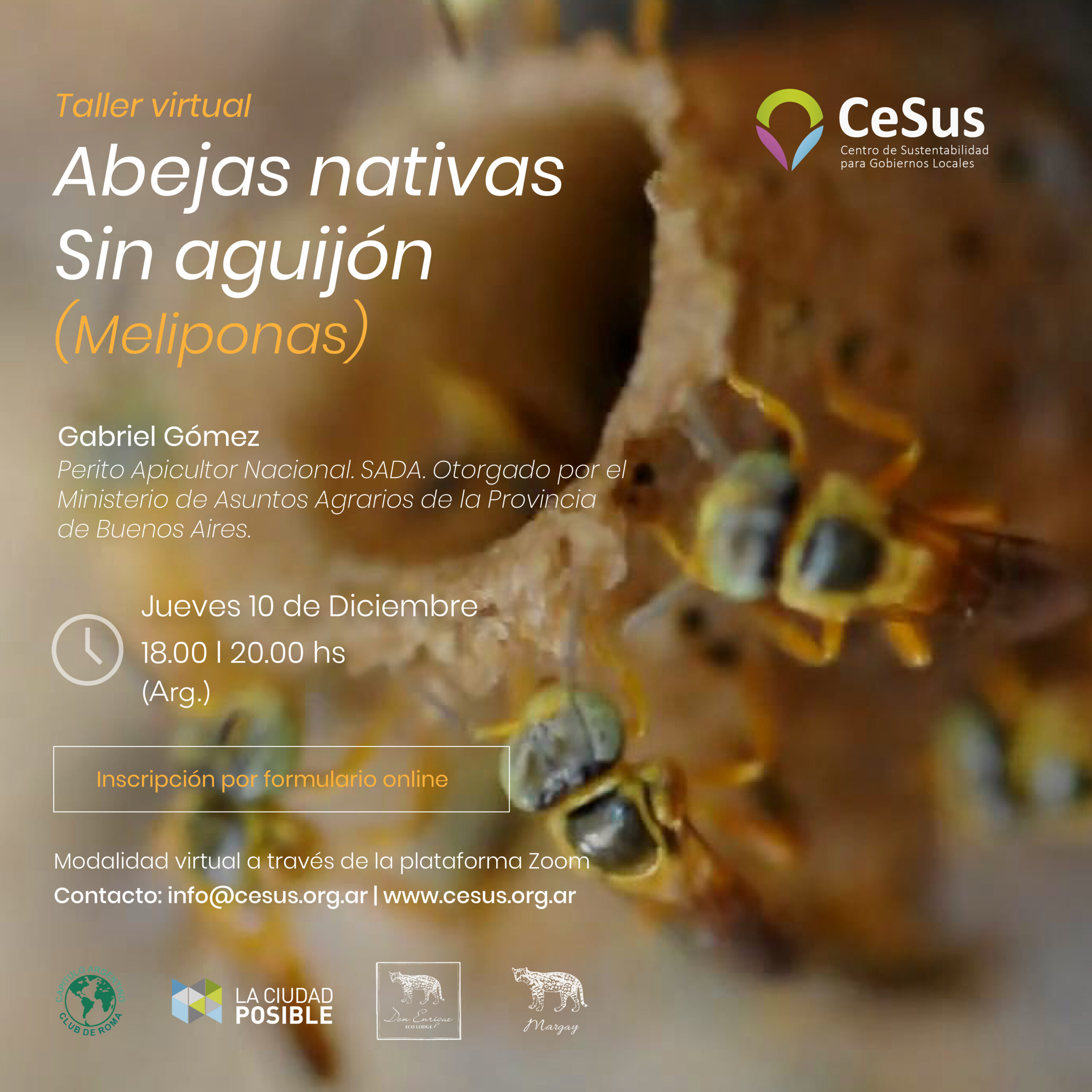 Abejas nativas sin aguijón (Meliponas)