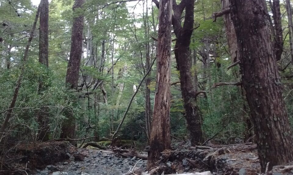 Bosque